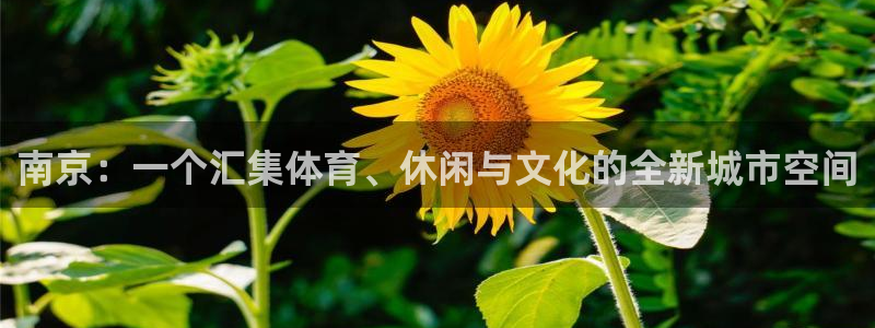 意昂4代理